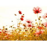 Grøn og pink non-woven tapet Designwalls FlowerMeadow natur valmuer 