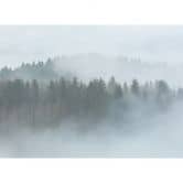 Livingwalls Fototapete Designwalls Misty Forest Wald 