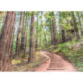 Livingwalls Fototapete Designwalls Forest Walk Wald 