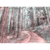 Livingwalls Fototapete Designwalls Forest Walk Wald 
