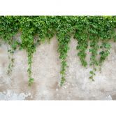Livingwalls Fototapete Designwalls Climbing Leaves Natur 