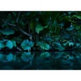 Livingwalls Fotobehang Designwalls Tropical Palms 
