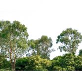 Livingwalls Fototapete Designwalls Treetop Wald 