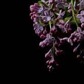 Fototapete Blumen DarkFlowers1 in schwarz lila - Vliestapete Designwalls 2 - 2,55 x 3,5 m 