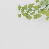 Fototapete Betonoptik Ginkgo1 in grau grün - Vliestapete Designwalls 2 - 2,55 x 3,5 m 