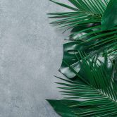 Fototapete Natur PalmLeaves in grau grün - Vliestapete Designwalls 2 - 2,55 x 3,5 m 