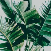 Fototapete Natur PalmFronds1 in grau grün - Vliestapete Designwalls 2 - 2,55 x 3,5 m 