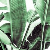 Fototapete Natur PalmFronds2 in grün weiß - Vliestapete Designwalls 2 - 2,55 x 3,5 m 