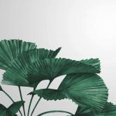 Fototapete Pflanzen TropicalLeaves in grau grün - Vliestapete Designwalls 2 - 2,55 x 3,5 m 