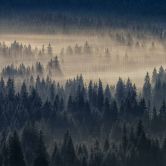 Fototapete Gemälde ForestInFog in blau beige - Vliestapete Designwalls 2 - 2,55 x 3,5 m 