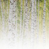 Fototapete Birkenwald BirchForest2 in grau weiß - Vliestapete Designwalls 2 - 2,55 x 3,5 m 