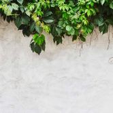 Fototapete Blumen PlantOnWall in grau creme - Vliestapete Designwalls 2 - 2,55 x 3,5 m 