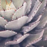 Fototapete Natur Cactusplant in lila grau - Vliestapete Designwalls 2 - 2,55 x 3,5 m 