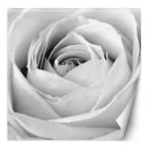 Fototapete, Weiße Rose Blumen 