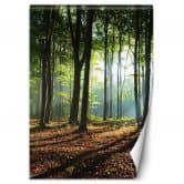 Fototapete, Morgen in einem grünen Wald 