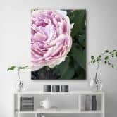 Leinwandbild, Rosa Pfingstrose Blumen 