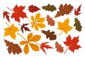 Window sticker leaves set fall 02 