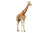 Fensterbild Real Giraffe 
