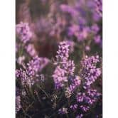 Fototapete Lila Heideblüte im warmen Licht - Annie 