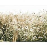 Natur Fototapete Sommerwiese mit Kamille - Annie 