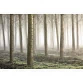 Fototapete Carozzi - Märchenhafter Wald im Morgennebel 