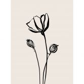 Florale Fototapete Line Art Mohnblume - Cats & Dotz 