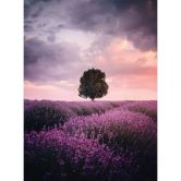 Fototapete Lila Lavendelfelder bei Sonnenuntergang - Cevik 