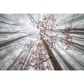 Papier peint photo Cimes d'arbres aux feuilles rouges - Coman 