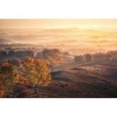 Wall Mural with landscape - Birch trees in the golden morning dew - Cui 
