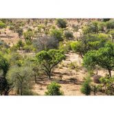 Fototapete Savannenlandschaft in Afrika - Hugonnard 