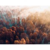 Fototapete Herbstwald im Nebel - Waldtapete - Ioricon 