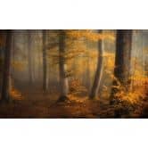 Fototapete Waldtapete - Goldene Blätter im nebligen Wald - Maier 