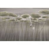 Fototapete Naturtapete Lotusblumen mit Schwan im Wasser in Grau - Ms Tiff 