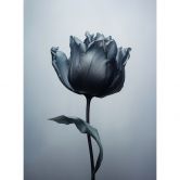 Fototapete Samtige Tulpe in Schwarz - Paksoylu 