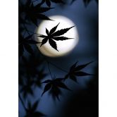 Fototapete Tomihisa - Japanischer Ahorn im Mondlicht 