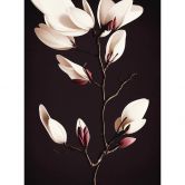 Fototapete Edle Magnolienblüten - Blumentapete - Treechild 