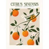 Fototapete Boho Orangenbaum - Citrus Sinensis - Tunaboylu 