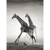 Fototapet The Escape - 192x260 cm 