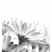 Fototapete Gänseblümchen im Detail - 240x260 cm 