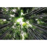 Papier peint photo Hugonnard - Forêt au Japon 