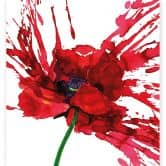 Fototapete Rote Mohnblume 
