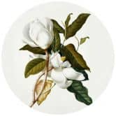 Fototapete Ehret - Magnolie - Rund - Selbstklebend/Vlies 