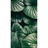 Fototapete Urban Jungle - Alokasie Calidora 144x260cm 