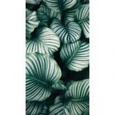 Fototapete Urban Jungle - Calathea Orbifolia 144x260cm 