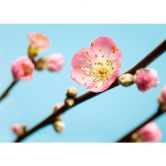 Fototapete Vliestapete Peach Blossom 