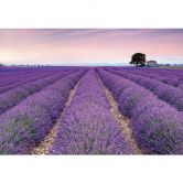 Fototapete Vliestapete Provence 