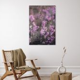 Glasbild Lila Heideblüte im warmen Licht - Annie 