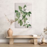 Glasbild Botanik Illustration einer Scheinkamelie - Walcott 