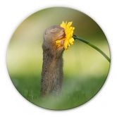 Glasbild van Duijn - Erdhörnchen riecht an Blume - Rund 