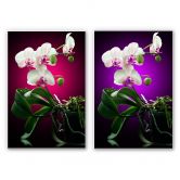 Wandbild Blütenpracht einer Orchidee 